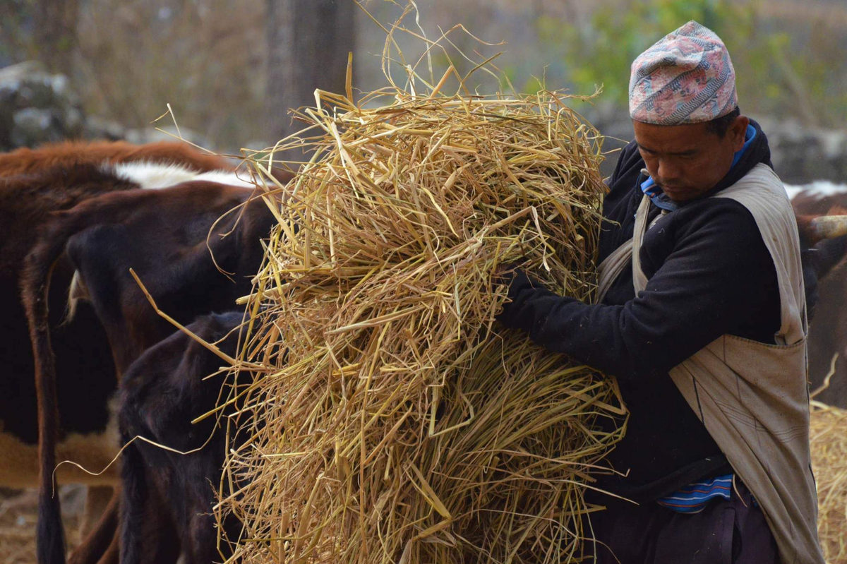 Feeding hay to rescued cows