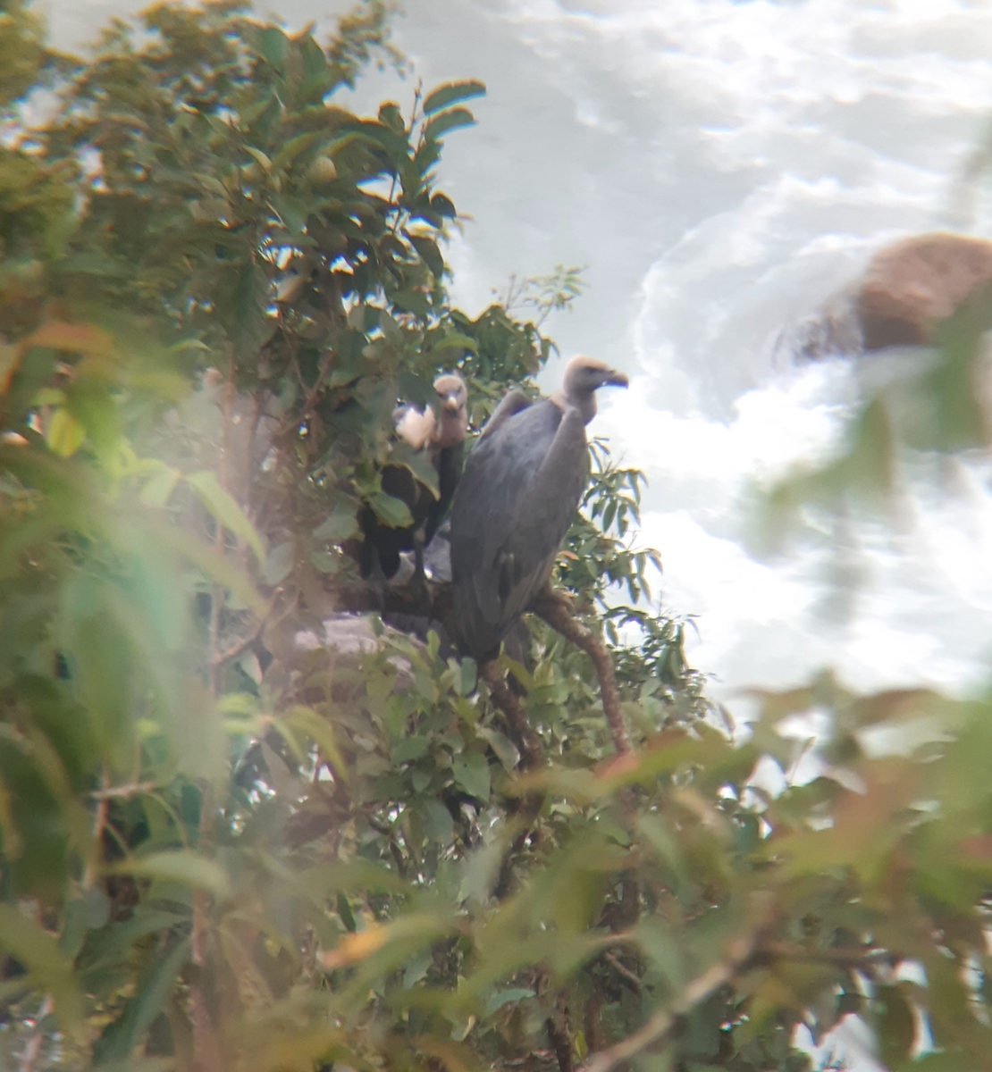 Vulture perched in a tree near Ghachok
