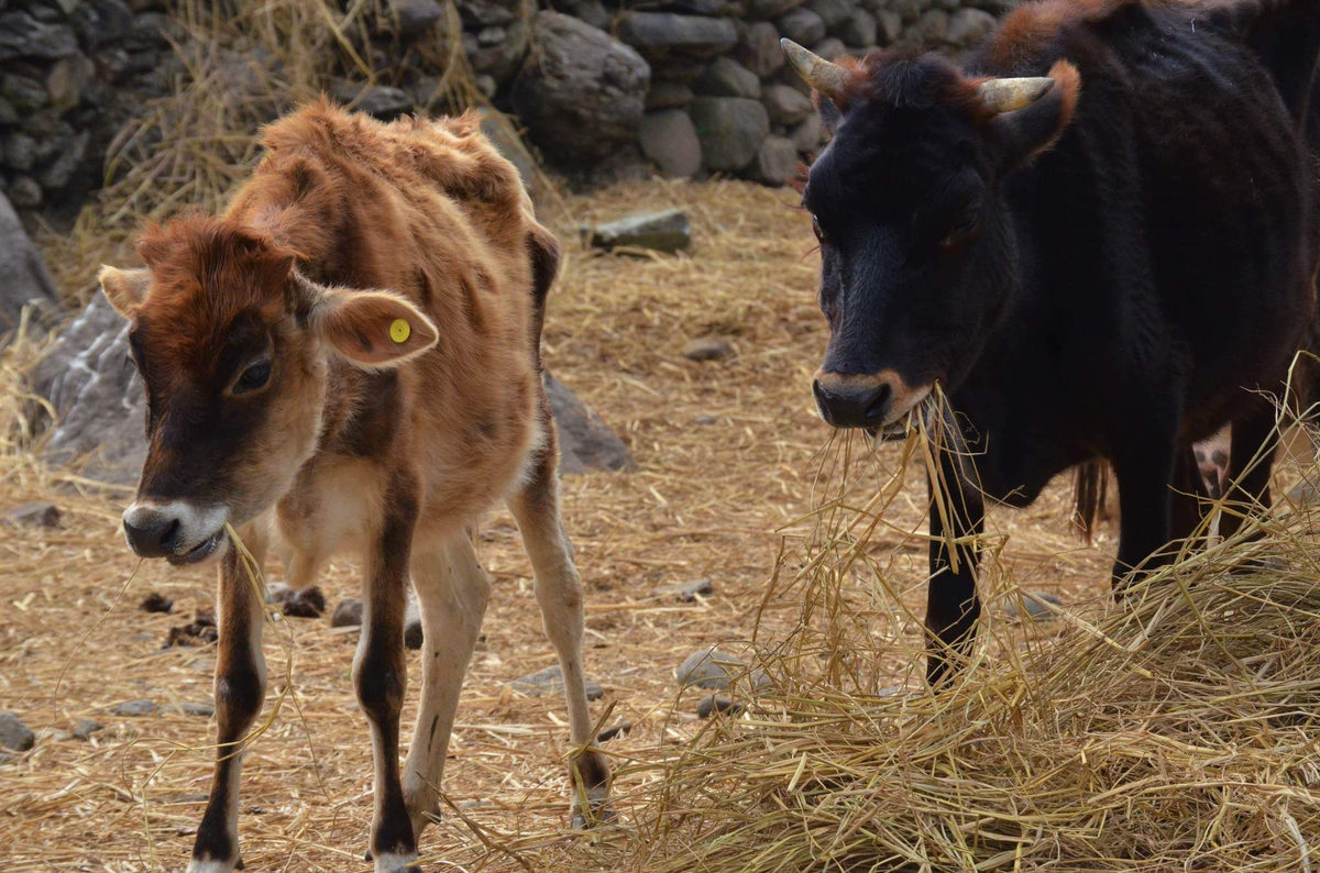 Rescued cows at the centre