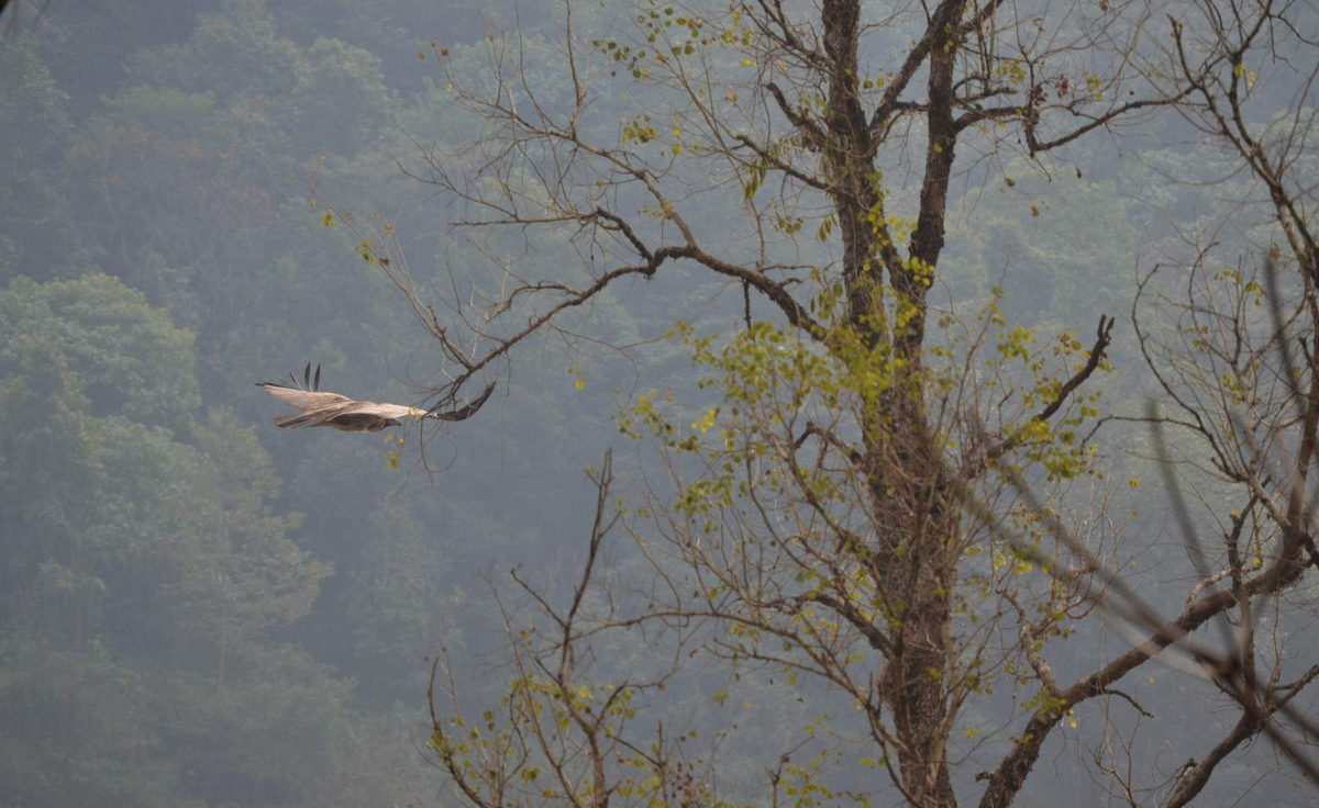 Vulture in flight over the forest