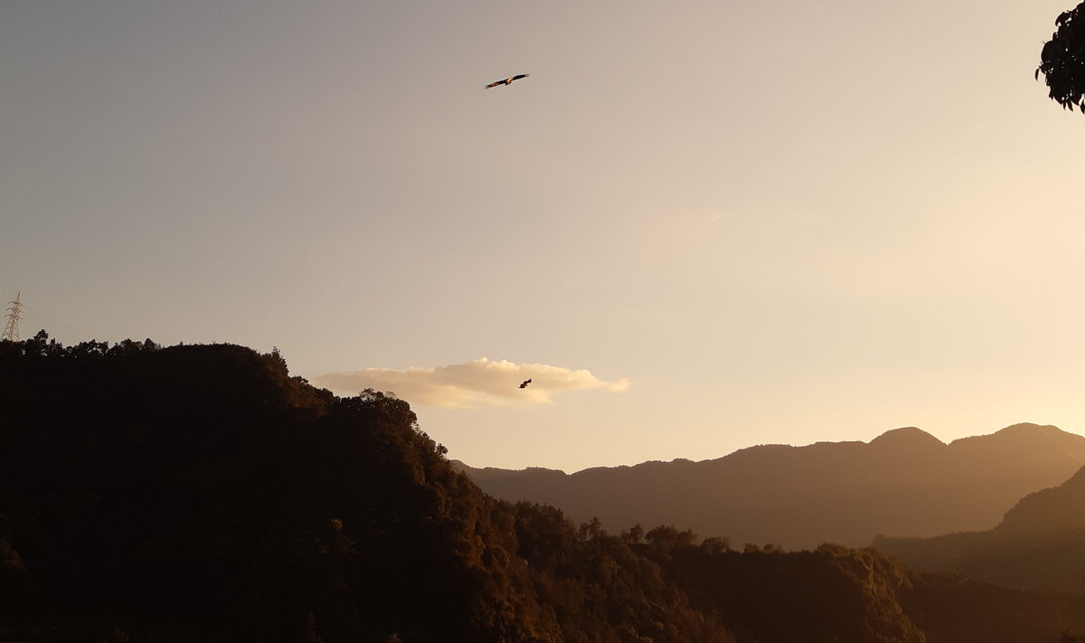 Vultures circling at sunset