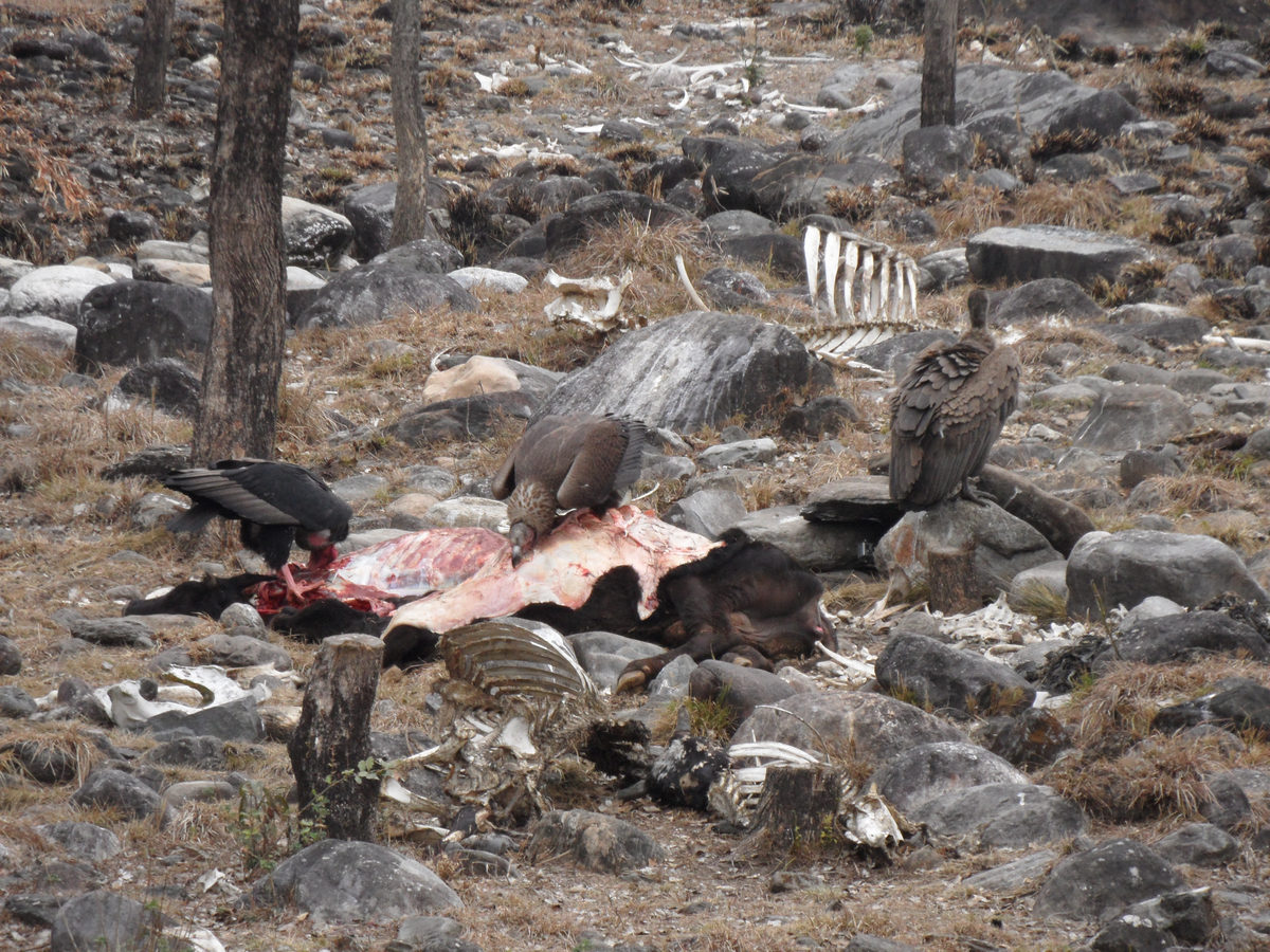 Vultures feeding at the restaurant